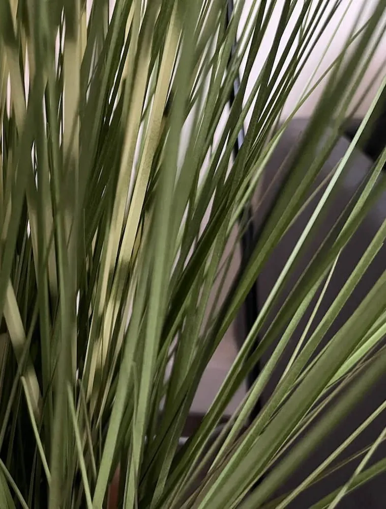 Close up of a plant in the Cudox offices, Grimsby
